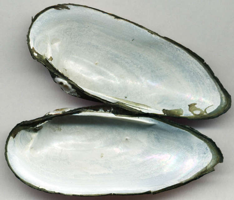 Painters mussels have pale, concentric rings around the shell. Credit: Michal Maas.