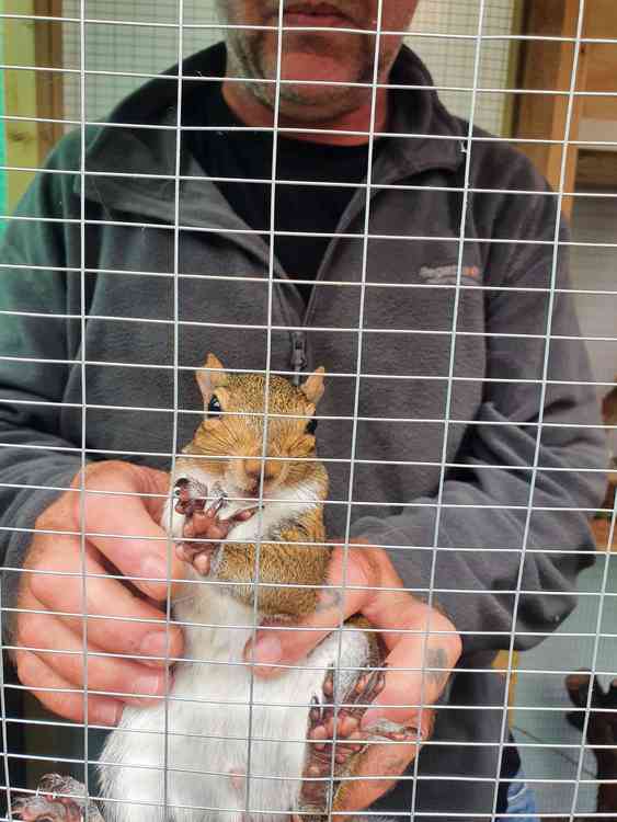 Meet Jason the one-armed squirrel. CREDIT Hitchin Nub News