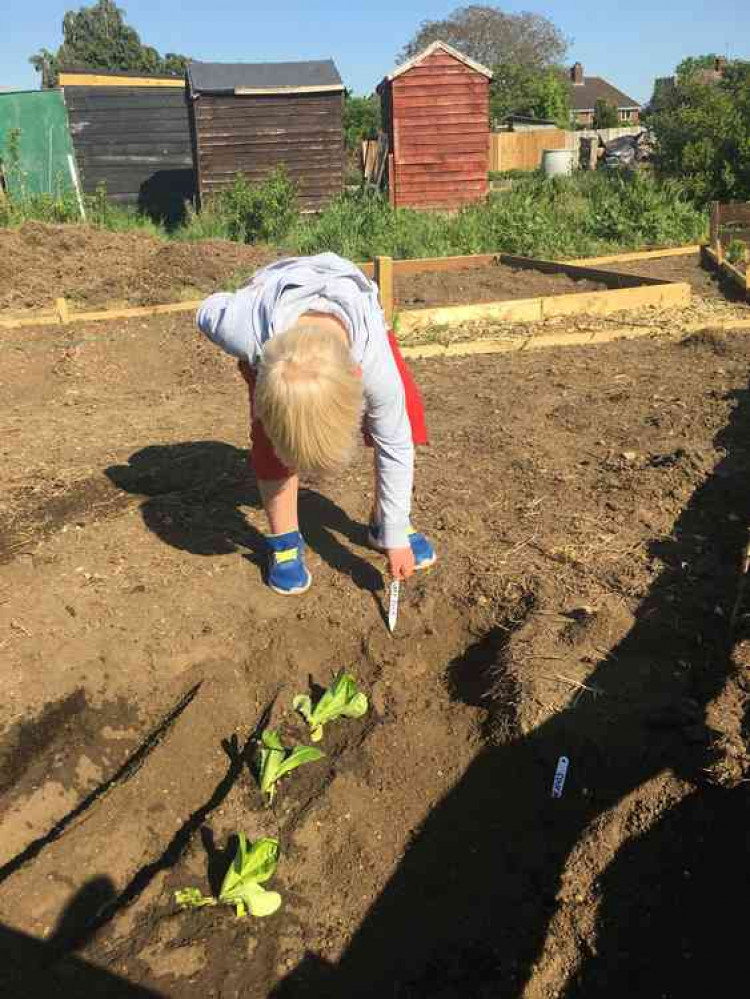 Tom Walker's son Jack in their allotment