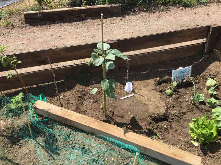 Allotment life is so rewarding says good-natured Tom Walker