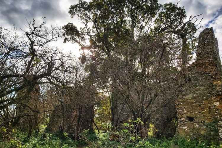 Sparky's Hitchin View: Minsden Chapel - ruins, ghosts and mystery