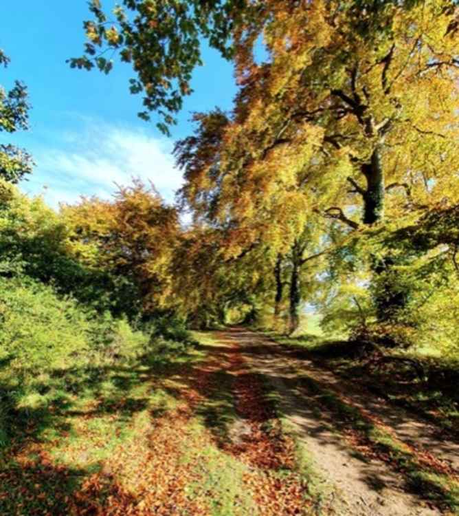 Beautiful autumnal Wood Lane. PICTURE CREDIT: Andy H