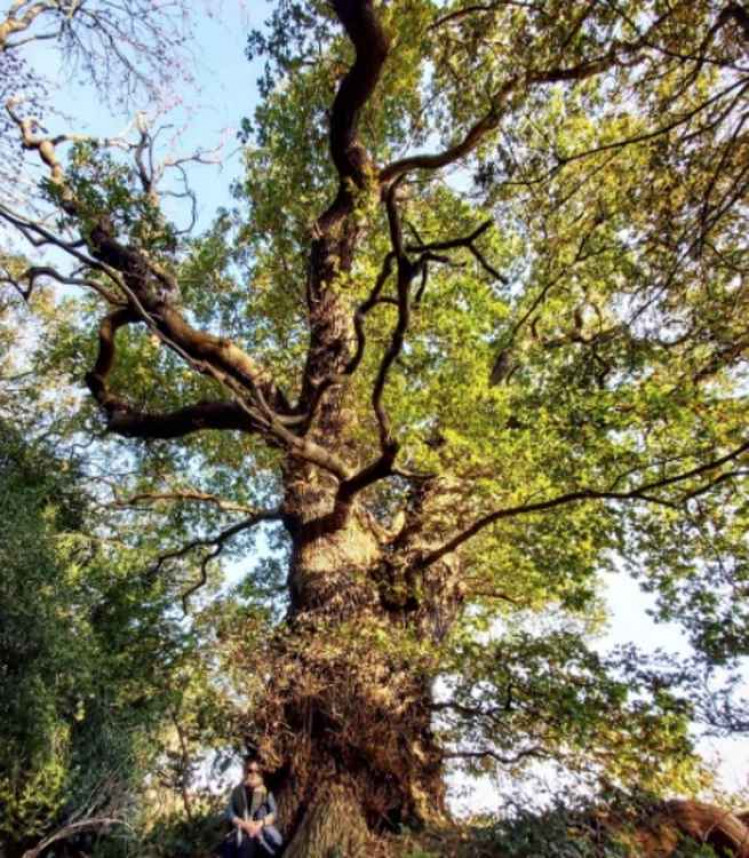 Sparky's Hitchin View: The Mighty English Oak - Building Material for the Soul