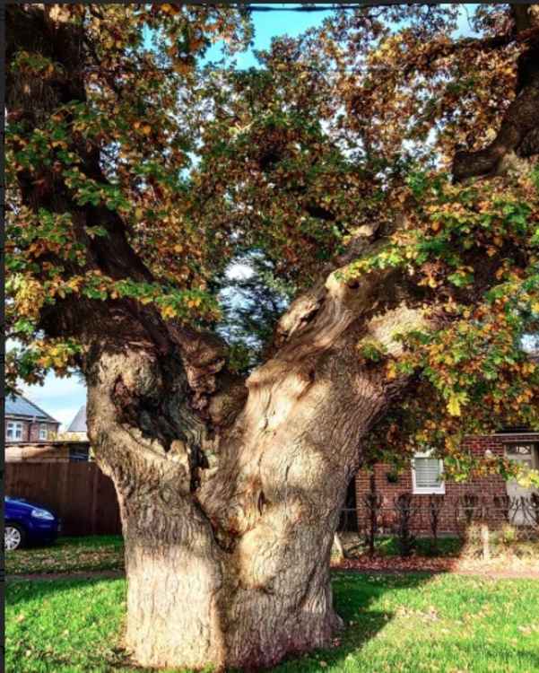 Sparky's Hitchin View: The Mighty English Oak - Building Material for the Soul