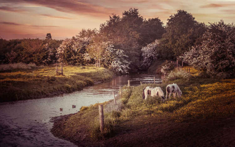 Hitchin daily briefing Friday November 20. PICTURE: Ponies of Arlesey. CREDIT: Tim Matthews