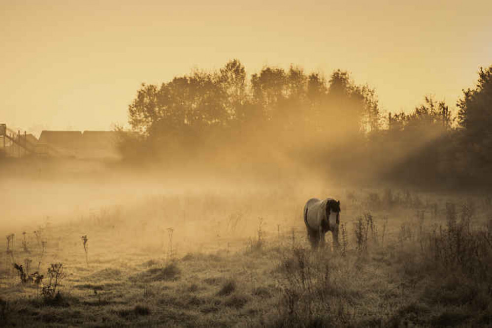 Hitchin daily briefing Saturday November 21. PICTURE: Ponies of Arlesey. CREDIT: Tim Matthews