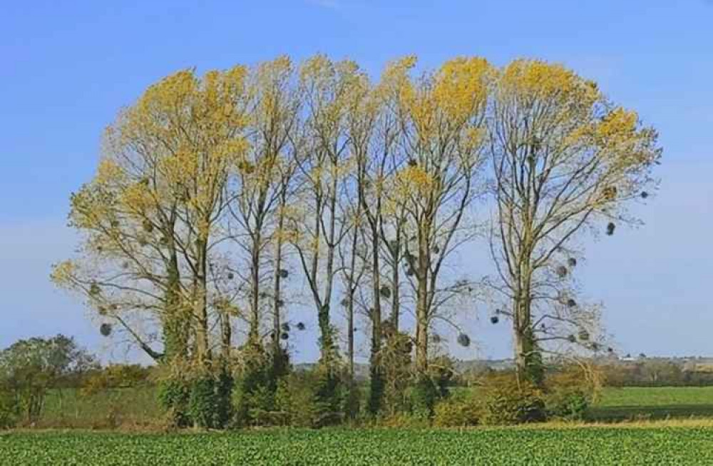 Sparky's Hitchin View: The Mystery of Mistletoe. CREDIT: Sparky