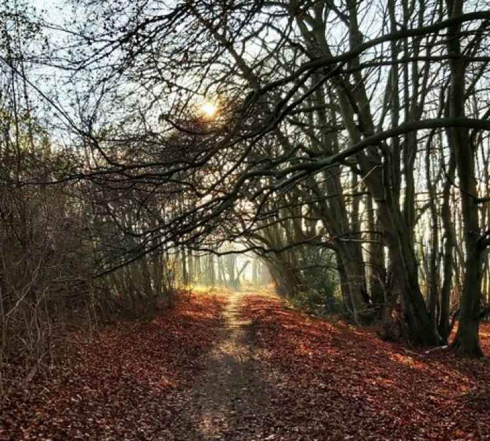 Sparky's Hitchin View: Scavenger, Icon, Survivor - The Red Kite. CREDIT: Sparky