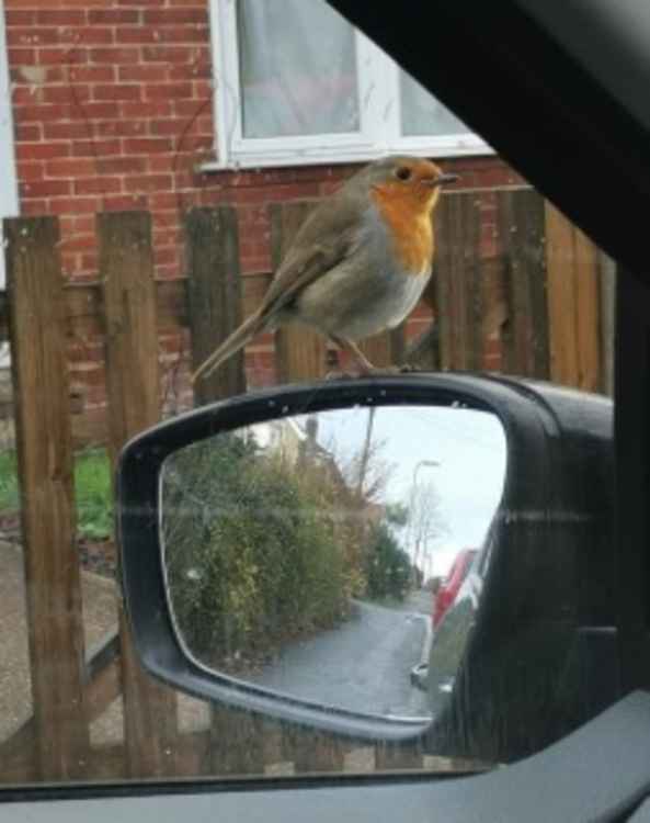 The robin that landed on the wing-mirror of Isla's car. CREDIT: Isla McLachlan