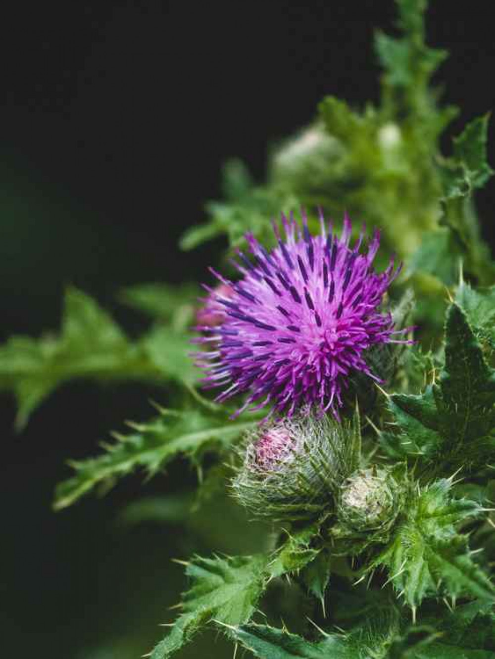 Celebrating Rabbie! Watch virtual Burns Night event in honour of the Scottish Bard! PICTURE: A Scottish thistle. CREDIT: Unsplash