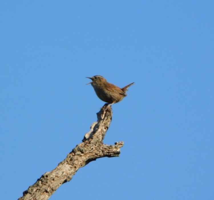 Wren by Flo Wheeler