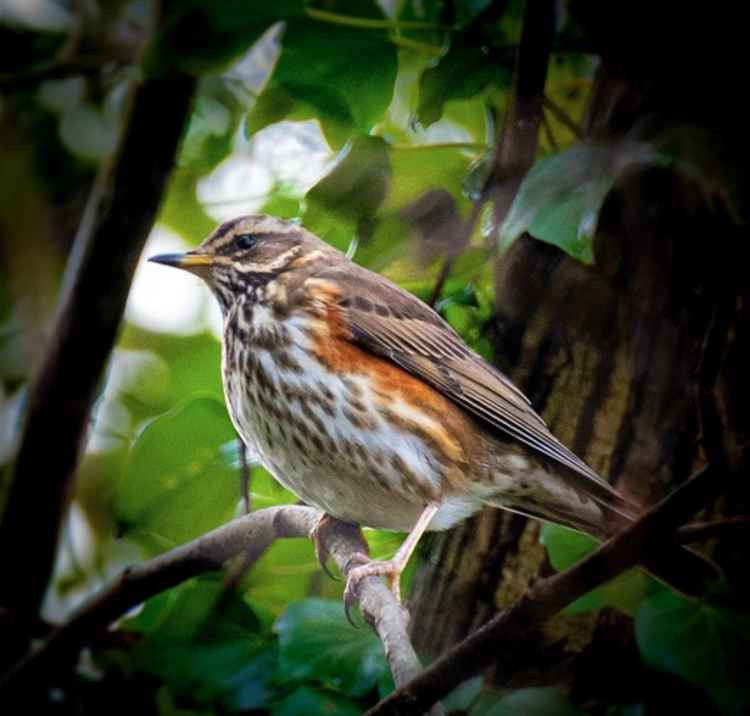 Hitchin daily briefing Monday February 1. PICTURE: A beautiful redwing. CREDIT: Ben Smith