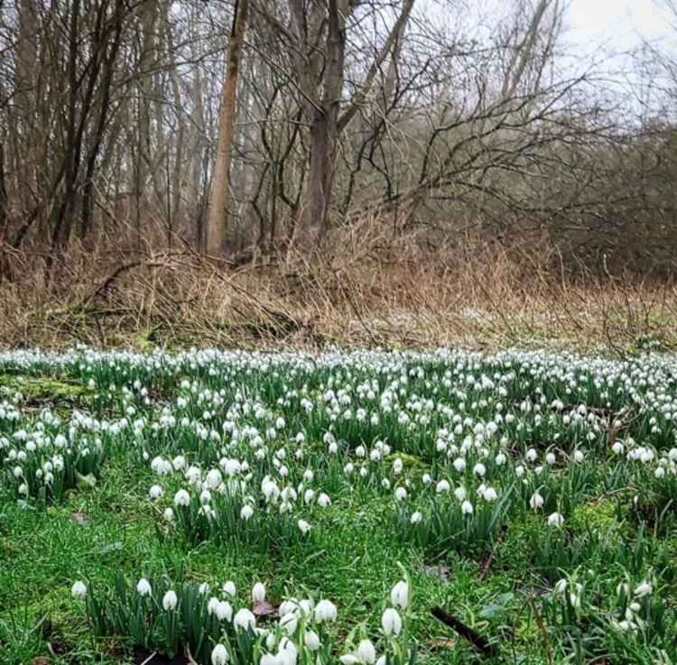 Sparky's Hitchin View: It's February - can spring be far behind? CREDIT: SPARKY