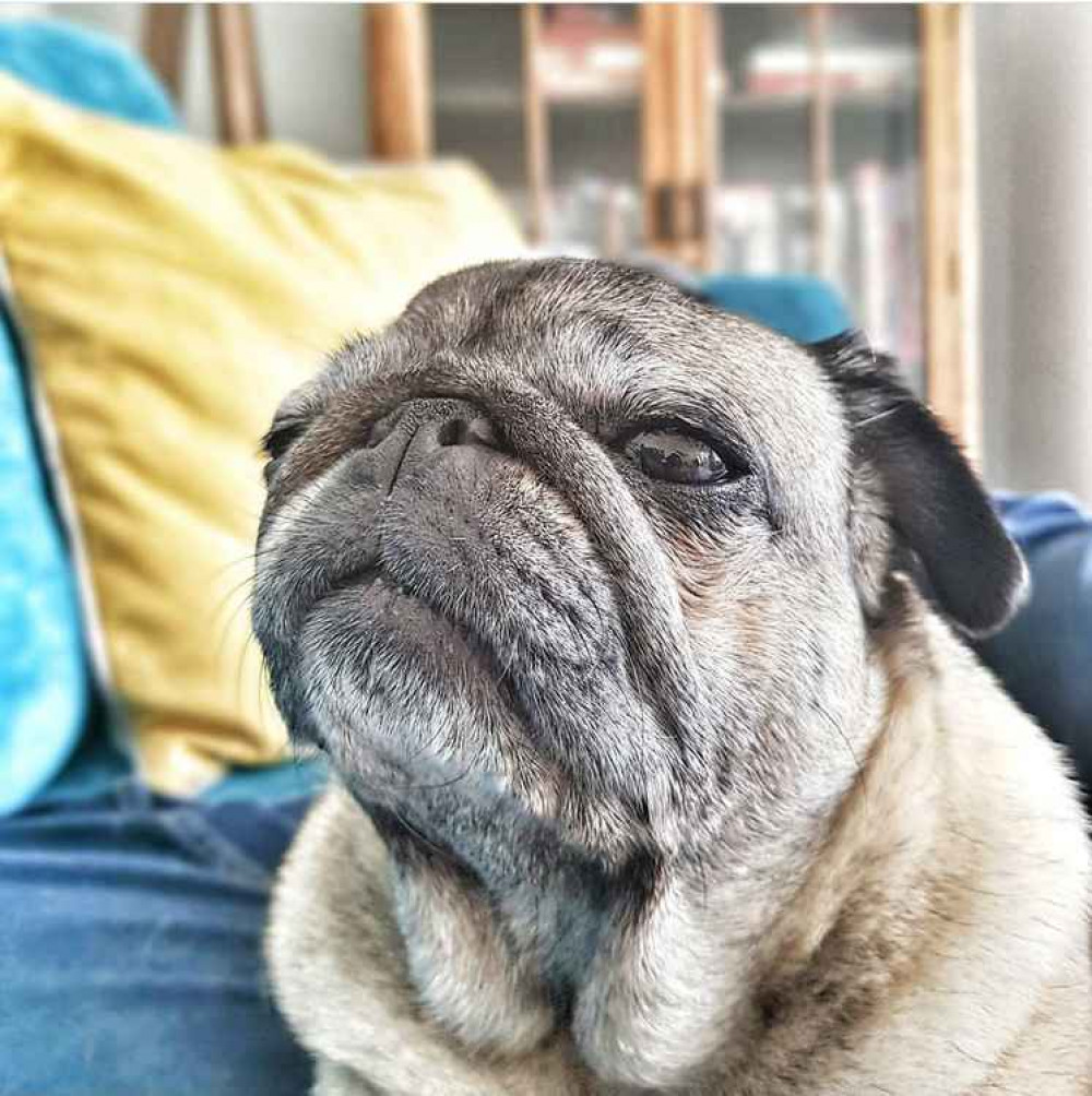 Hitchin daily briefing Friday February 19. PICTURE: Danny Pearson's wonderful Jess the pug. CREDIT: Danny Pearson