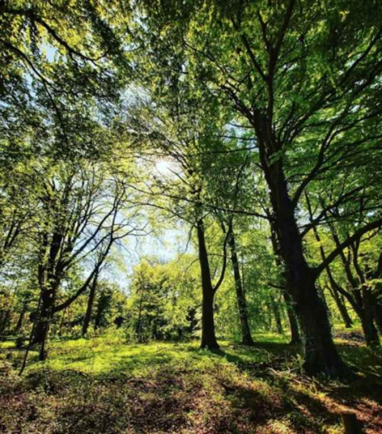 Sparky's Hitchin View: In praise of north Herts' beech trees. CREDIT: Sparky