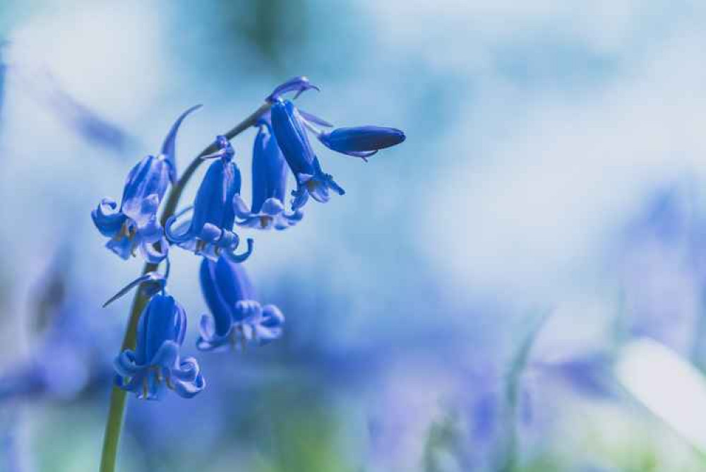 Sparky's Hitchin View: Bluebells make us all young at heart. CREDIT: Unsplash