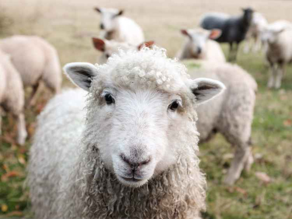 Police issue warning after rise in sheep worrying incidents. CREDIT: Unsplash