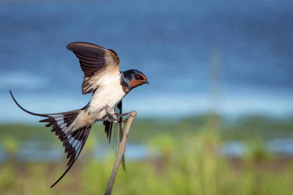 Sparky's Hitchin View: The return of the swallow is a sign of hope. PICTURE: A swallow. CREDIT: Unsplash