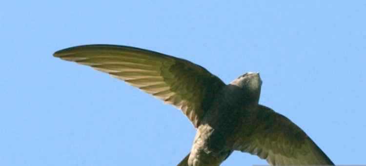 Where are Hitchin's swifts? Those most welcome summer visitors