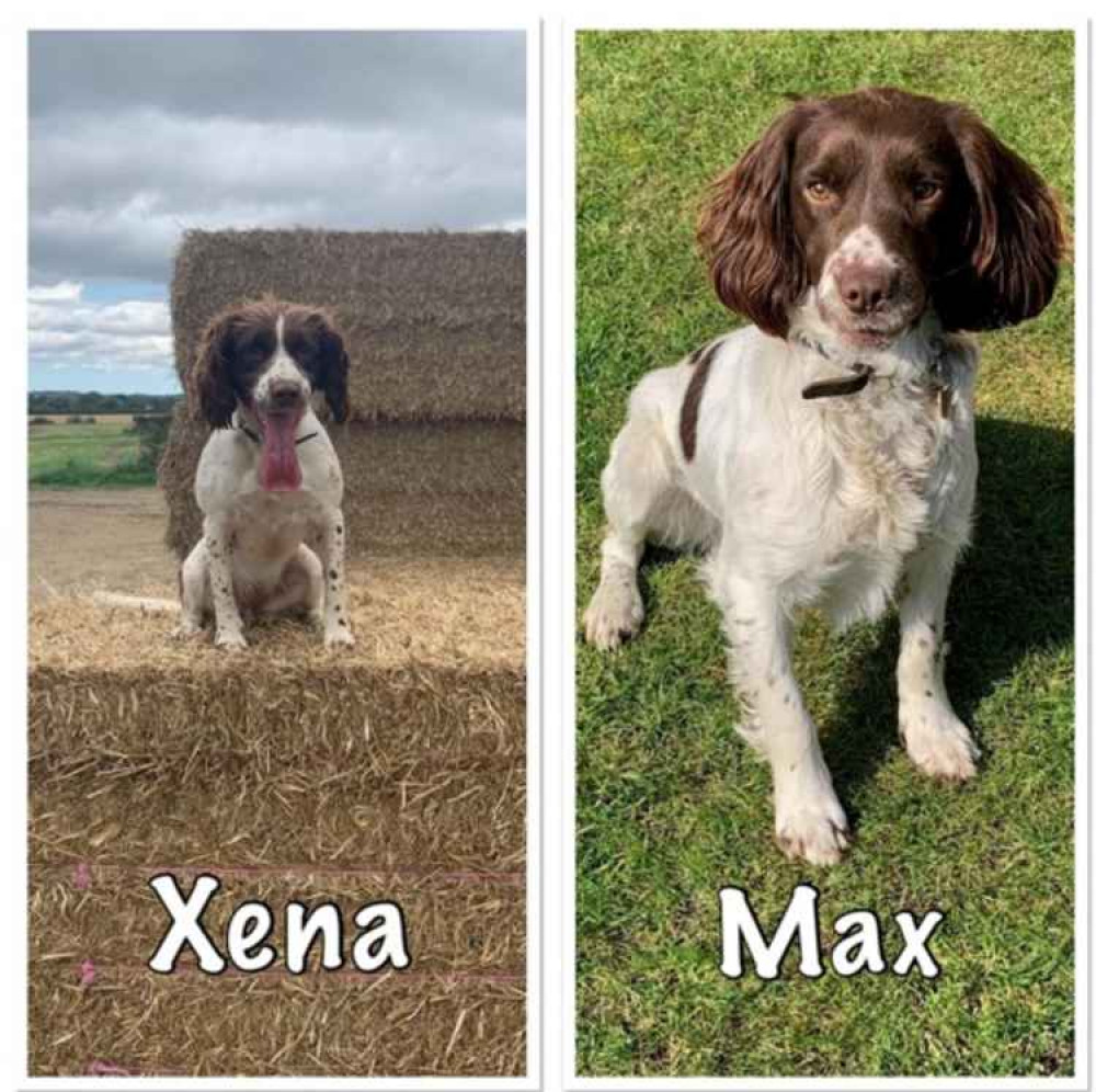 Meet two-year-old English Springer Spaniels Max and Xena - the police's newest CSI recruits