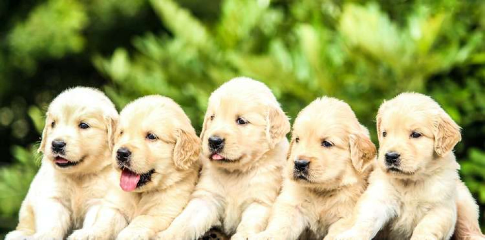 Hitchin: Are more dog poo bins needed to keep pace with numbers of Covid puppies? CREDIT: Unsplash