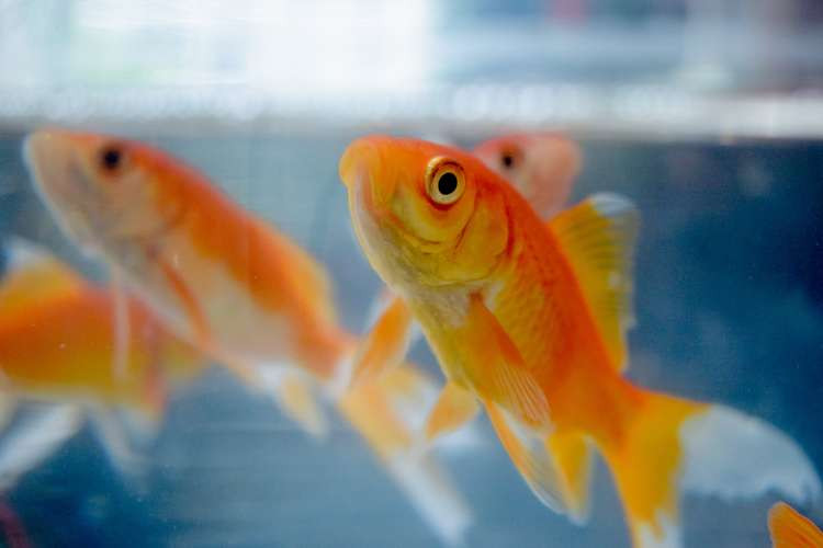 Goldfish prize ban on council owned land. CREDIT: Unsplash