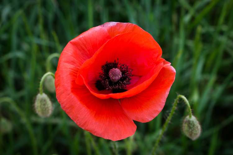 Hitchin: Poppy appeal goes hi-tech with contactless card machines. CREDIT: Unsplash