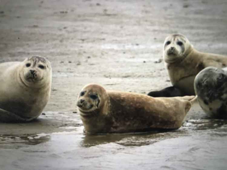 There are around 900 harbour seals and 3,200 grey seals in the Greater Thames Estuary. All photos from ZSL