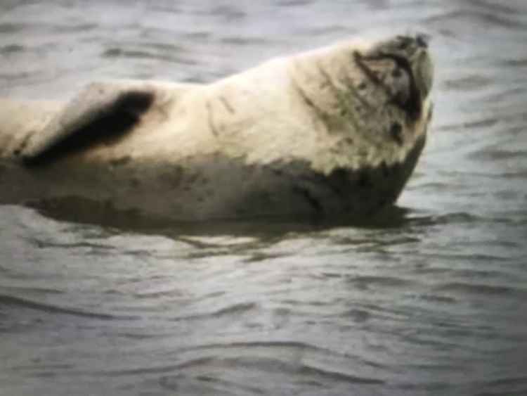 Since the early 2000s ZSL has been monitoring marine mammals in the Thames Estuary to gain a better understanding and help conserve them.