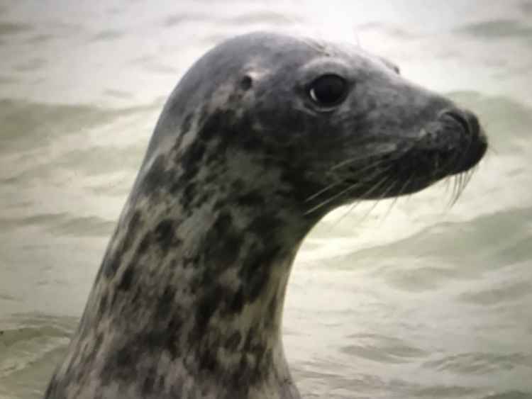 Alison says that there really are more seals in the Thames nowadays