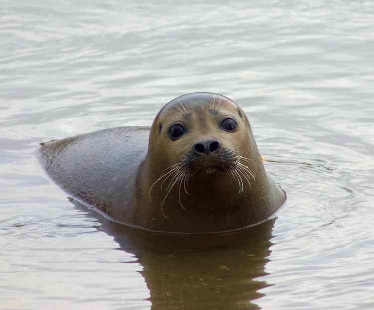 Marine life will increase as the Thames becomes cleaner