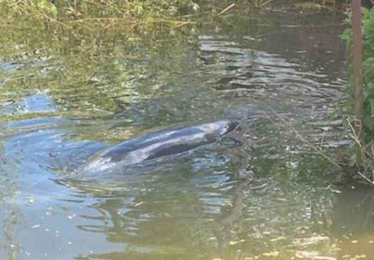 A photo of the whale which is currently stuck by a cafe / All photo credits: Stuart Higgins