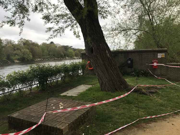 The tree at Brentford Dock has been deemed dangerous