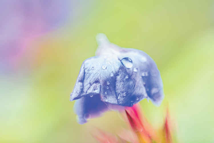 Giacomo Giannelli - Blue Flower