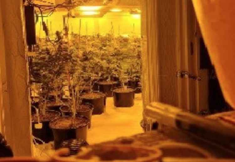 The Met says the number of cannabis farms is on the increase