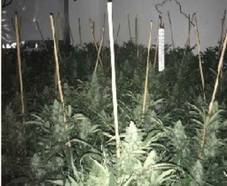 Police have issued a guide on how to spot cannabis farms