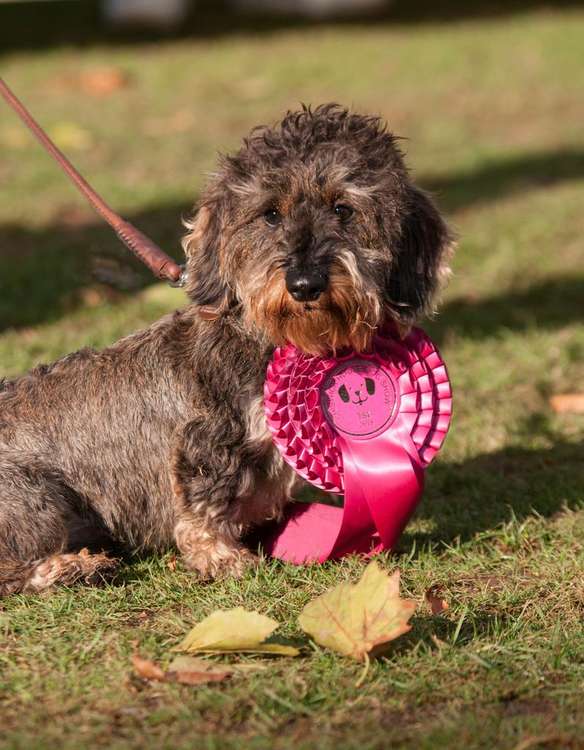 Puppy class. (Image: Chiswick Dog Show)