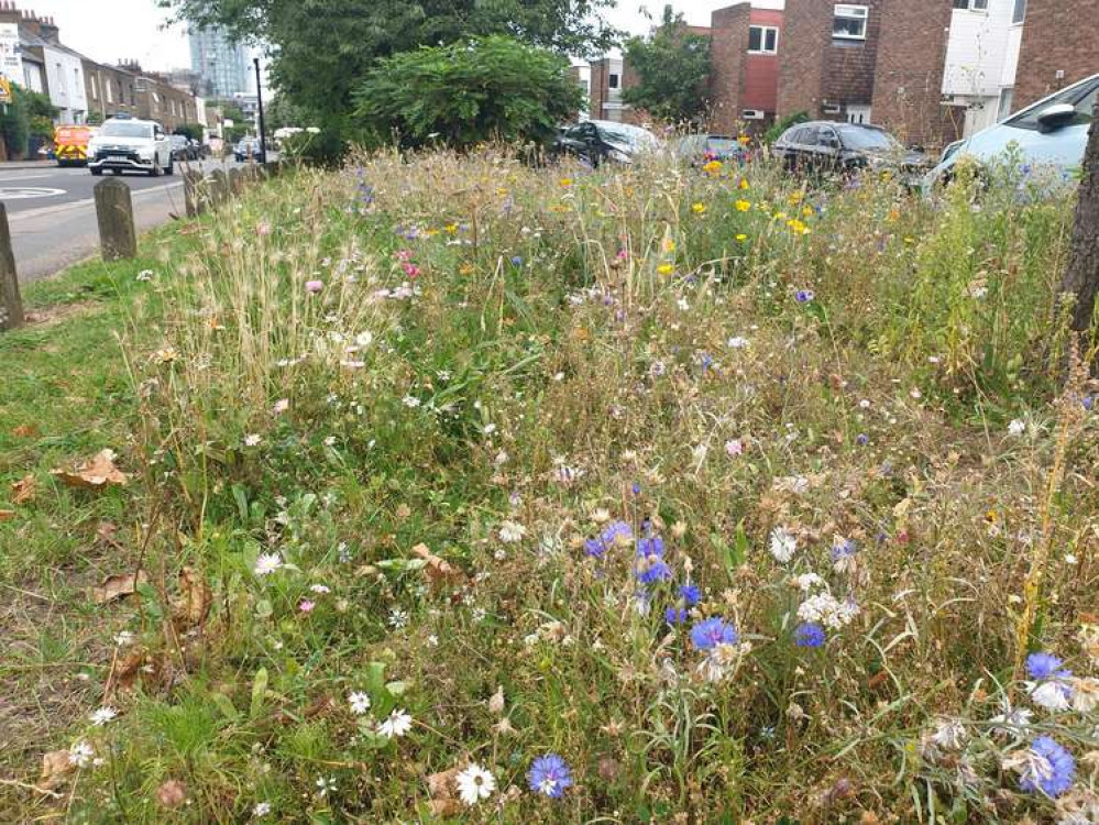 Wildflowers Brentford. (Image: Hannah Davenport)