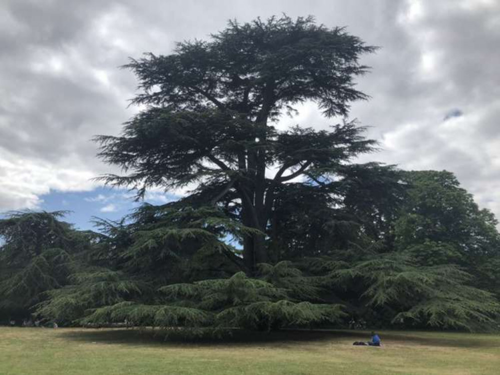 "A photo taken in Boston Manor Park when the days were long and sunny" sent by reader Rita Payne.