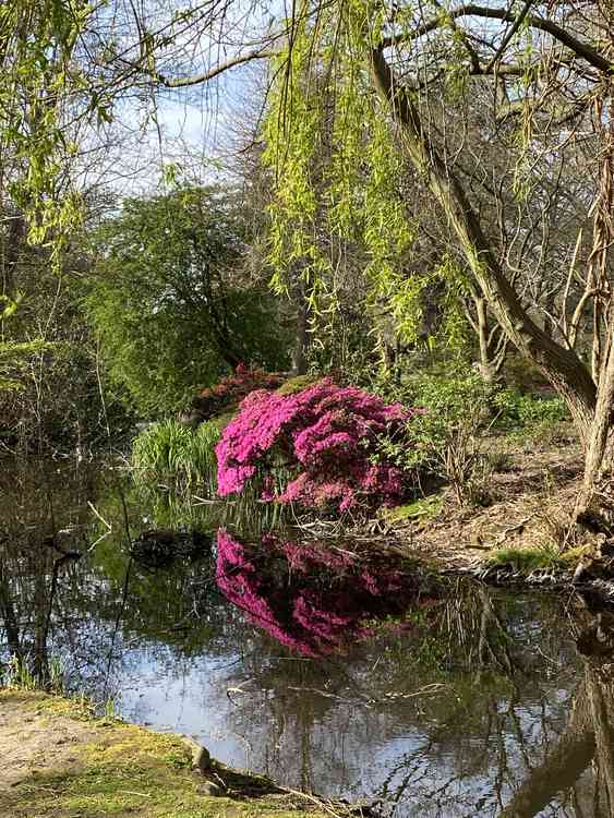 Stunning walks in the Woodland Gardens in Bushy Park