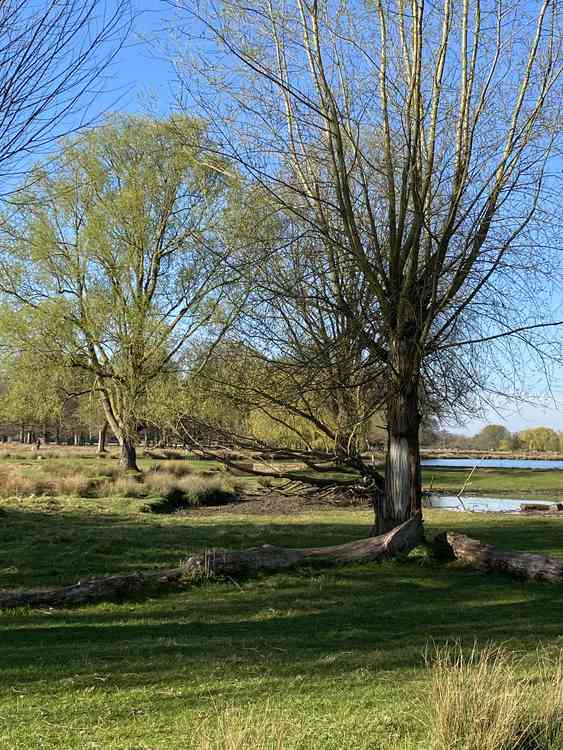 Glorious April day in Bushy Park