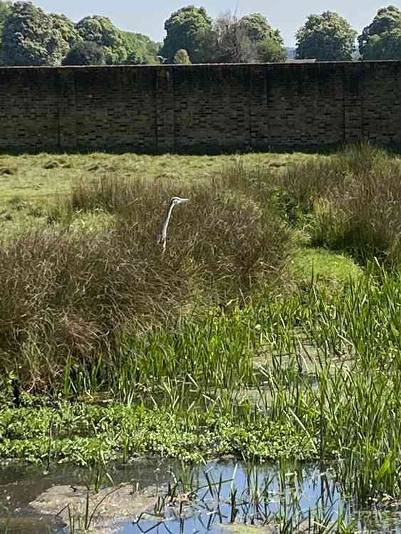 Is this a secret camera disguised as a HERON monitoring compliance with social distance rules?