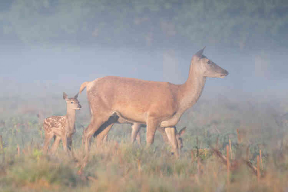 Deer birthing season begins in Bushy Park