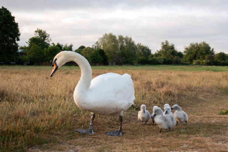 Follow me, I'm the boss - swan leads patrol of six cygnets in Home Park (Photo by Sue Lindenberg)