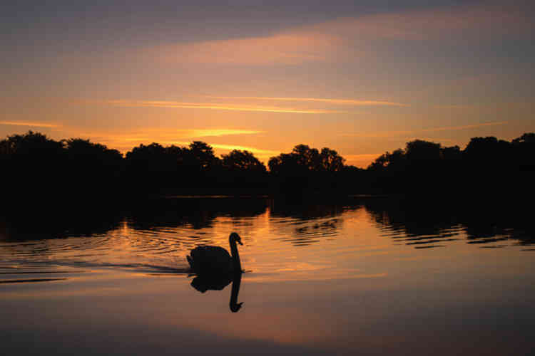 Ten minutes before sunrise on Heron Pond in Bushy Park today (Photo by Sue Lindenberg)