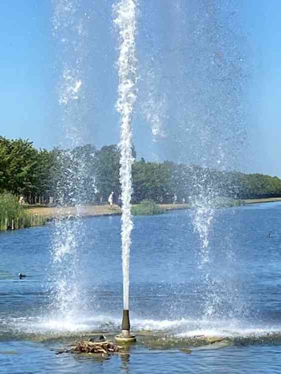 Clever coot builds a nest with free shower facility in Longwater, Home Park (Photo - TNN)