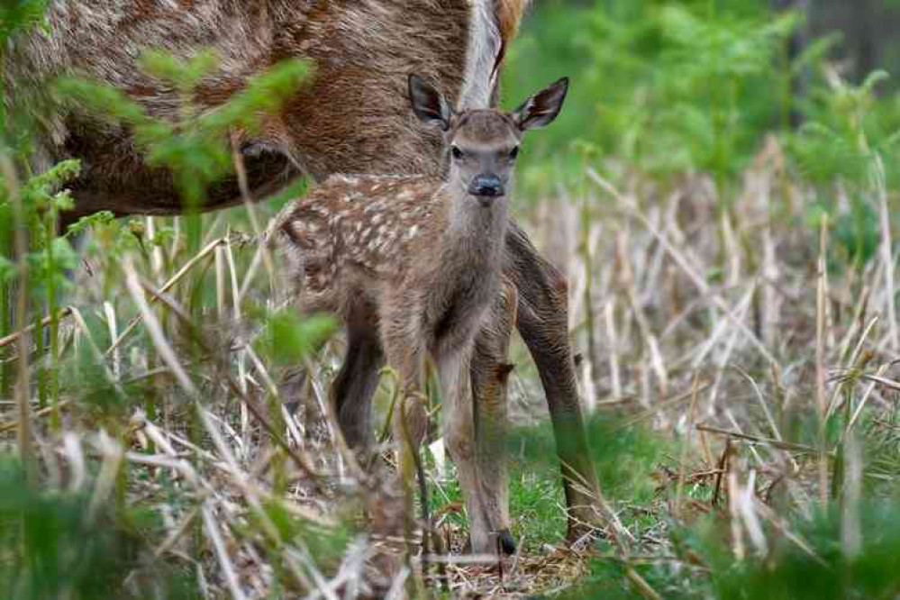Do not pick up new-born fawns, warning from the Royal Parks