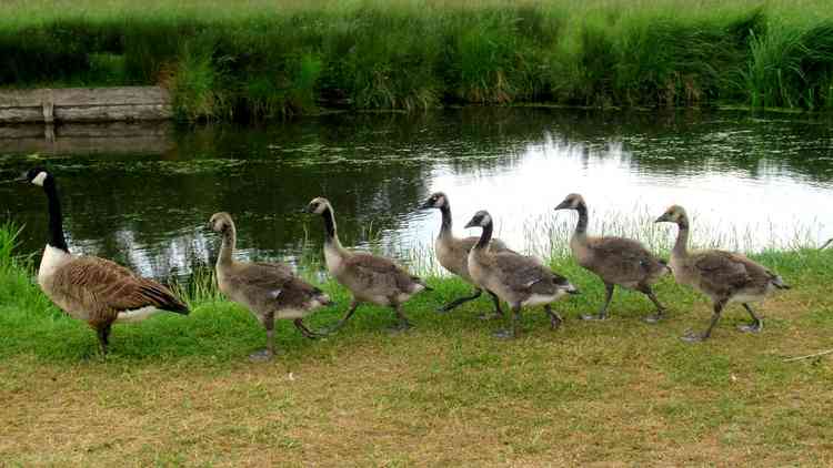 Follow the leader  (Photo by Carol Whichelo)