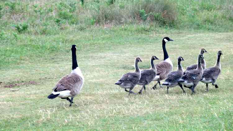 Growing up fast   (Photo by Carol Whichelo)