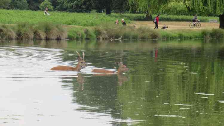 Keeping head above water (Photo by Carol Whichelo)